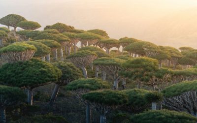 79 ciekawostek o Jemenie