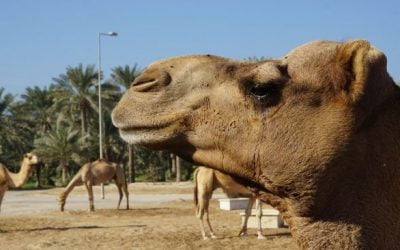 81 ciekawostek o Bahrajnie