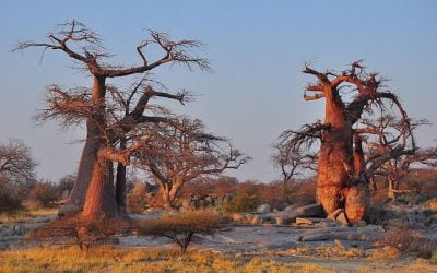 Botswana ciekawostki – część 3