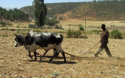 99 ciekawostek o Etiopii