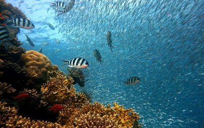 Dron podwodny – poznaj morskie głębiny