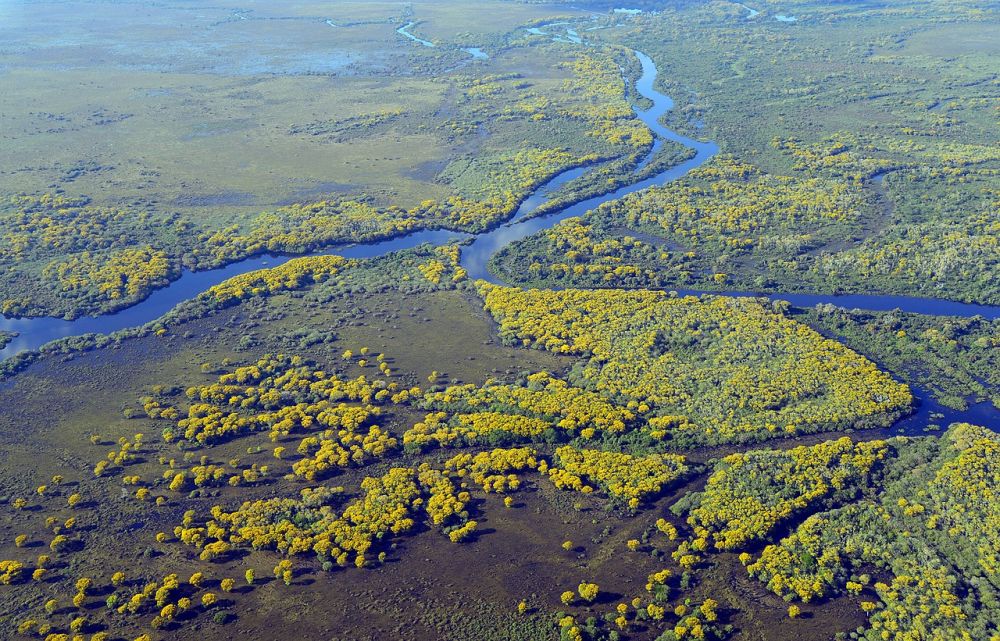 Pantanal grafika