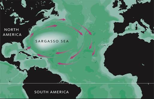 Morze Sargassowe grafika