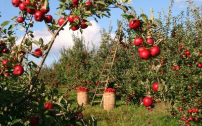 10 krajów z największą produkcją jabłek na świecie