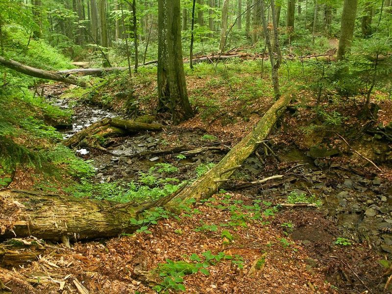 Pradawne i pierwotne lasy bukowe Karpat grafika