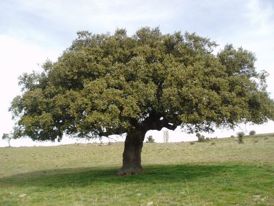 Drzewo narodowe Hiszpanii