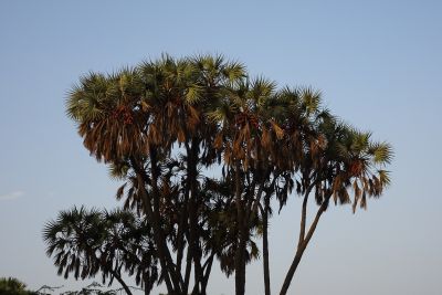 Drzewo narodowe Egiptu