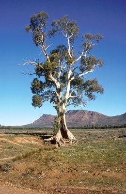 Drzewo narodowe Australii