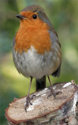 Ptak narodowy Wielkiej Brytanii