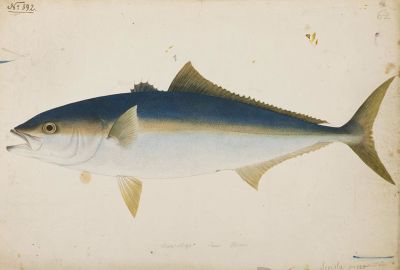 Ryba narodowa Australii