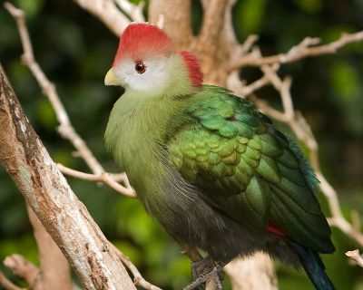 Ptak narodowy Angolii