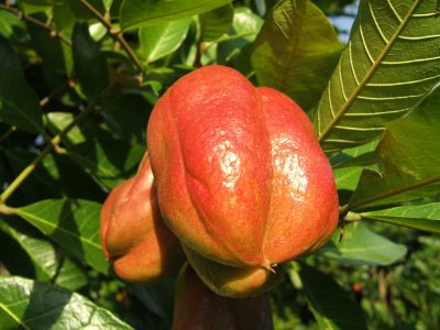 Owoc narodowy Barbadosu
