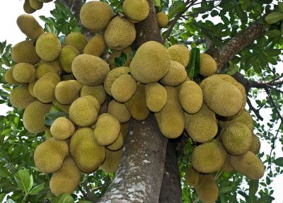 Owoc narodowy Bangladeszu