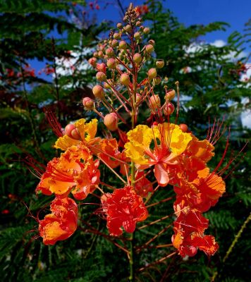 Kwiat narodowy Barbadosu