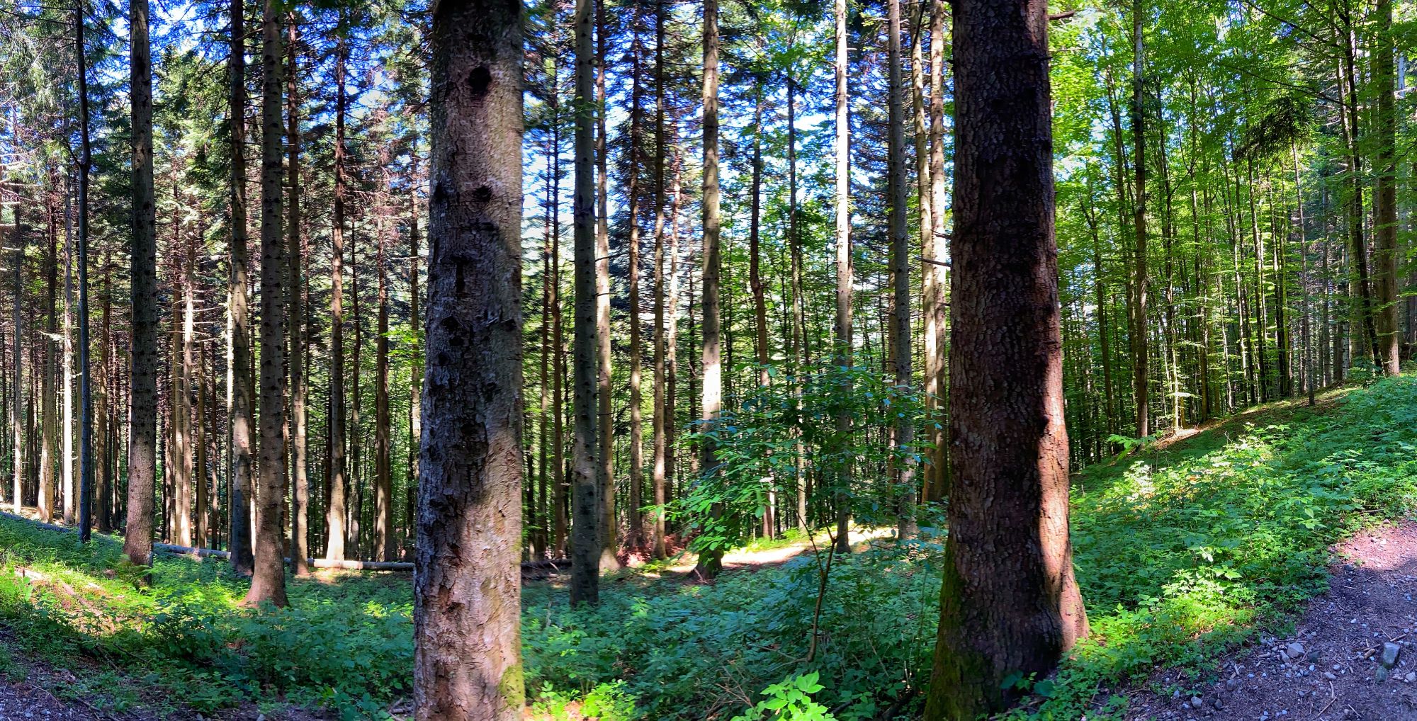 las w Bieszczadach