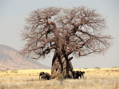 Drzewo narodowe Angolii