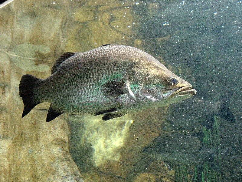Ryba narodowa Australii