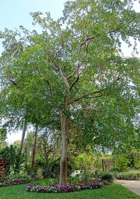 Drzewo narodowe Antigui i Barbudy