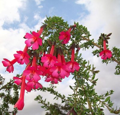 Kwiat narodowy Boliwii