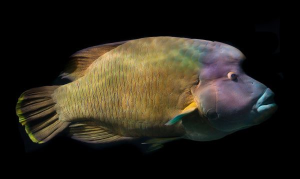 Ryba narodowa Mikronezji