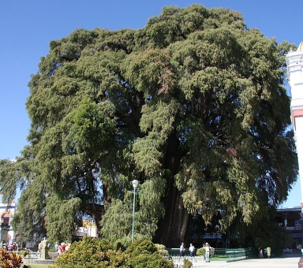 Drzewo narodowe Meksyku