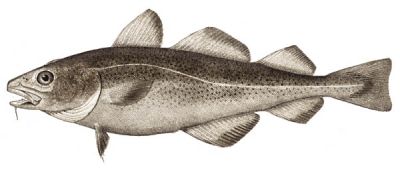 Ryba narodowa Norwegii