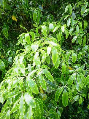 Drzewo narodowe Nikaragui