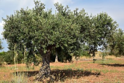 Drzewo narodowe Izraelu