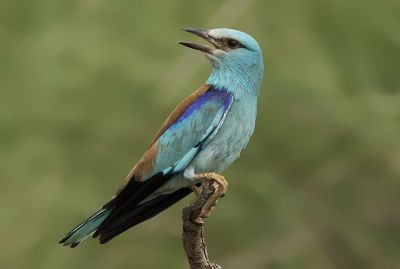 Ptak narodowy Azerbejdżanu