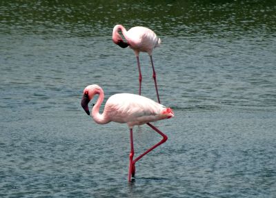 Ptak narodowy Bahamów