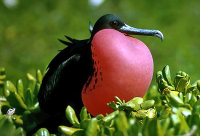 Ptak narodowy Antigui i Barbudy