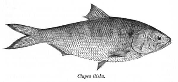 Ryba narodowa Bangladeszu