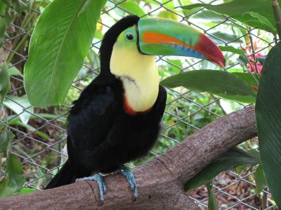 Ptak narodowy Belize