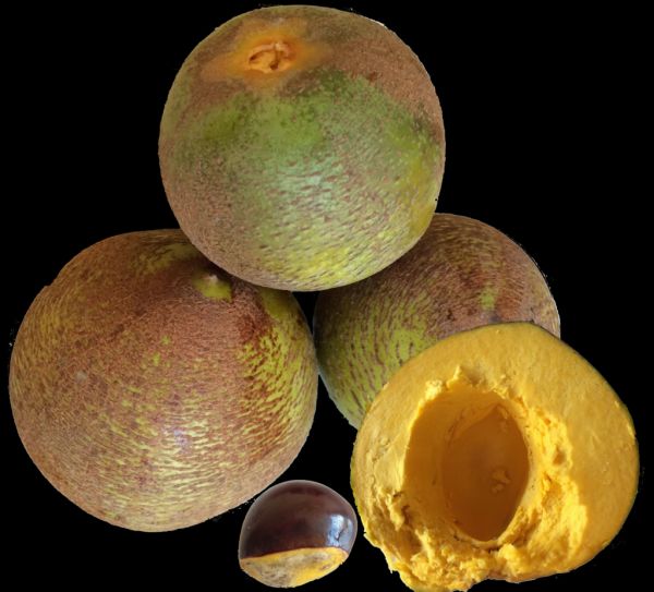 Owoc narodowy Peru