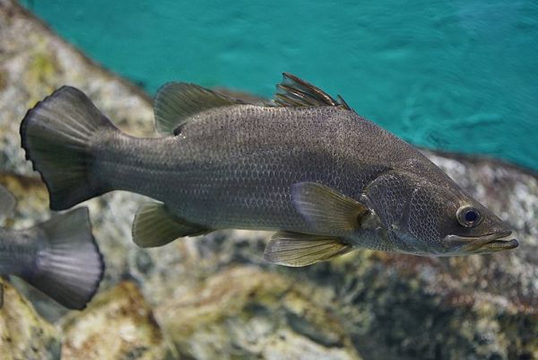 Ryba narodowa Egiptu