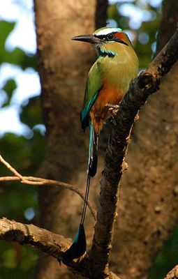 Ptak narodowy Nikaragui