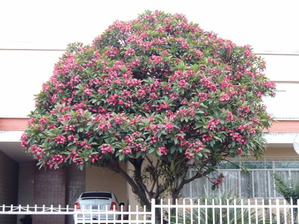 Kwiat narodowy Nikaragui