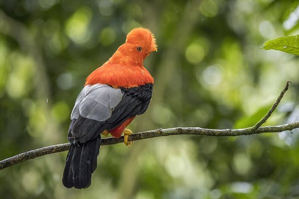 Ptak narodowy Peru