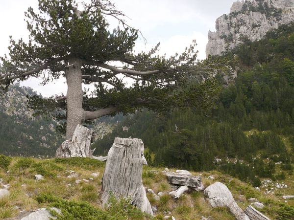 Drzewo narodowe Bośnii i Hercegowiny