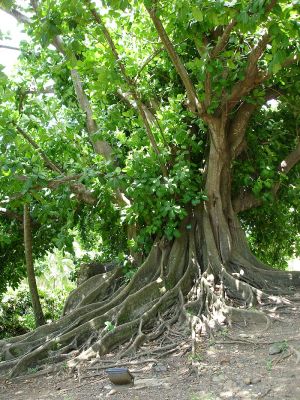 Drzewo narodowe Barbadosu