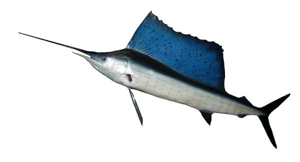 Ryba narodowa Belize