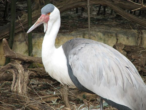 Ptak narodowy Mauretanii