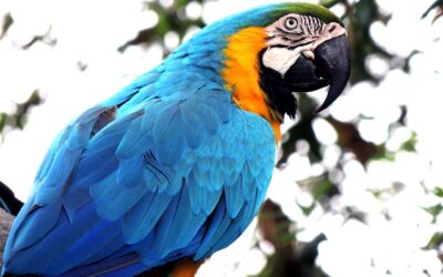 Dlaczego huśtawka jest kluczowym elementem wyposażenia klatki papugi?