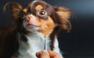 Ochrona psa przed kleszczami – skuteczne metody