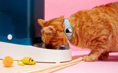 Saszetki dla kota z różnymi smakami – jak wprowadzać nowe smaki do diety?