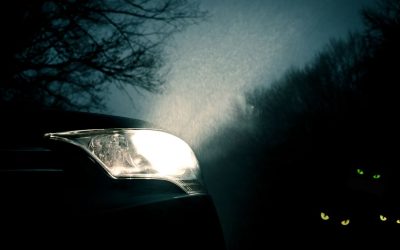 Świecące oczy zwierząt i tajemnice samochodowych reflektorów w nocy