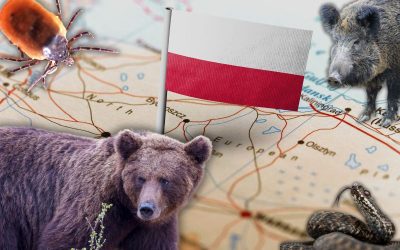 Najgroźniejsze zwierzęta w Polsce