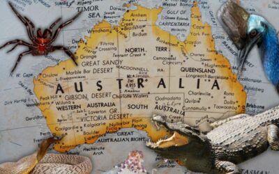 Najgroźniejsze zwierzęta w Australii
