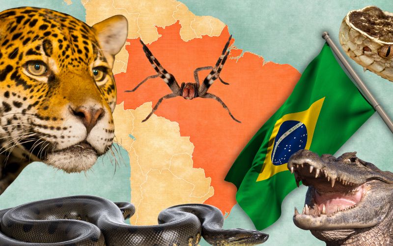 najgroźniejsze zwierzęta w Brazylii