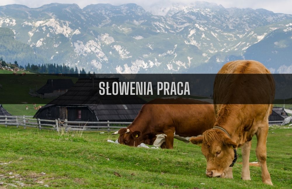 Słowenia praca